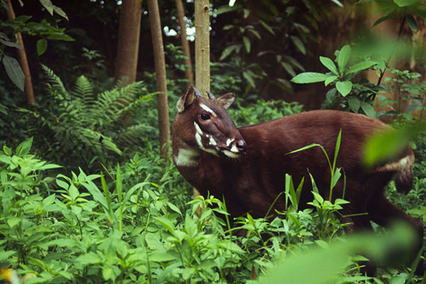 Natural heritage sites - Vietnam World Heritage Sites
