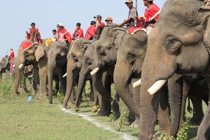 Mahouts are getting their elephants ready for the game