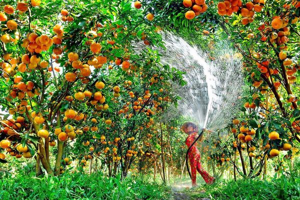 Mekong orchard, Day tour