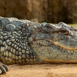 Nam Cat Tien Crocodile, Vietnam tours