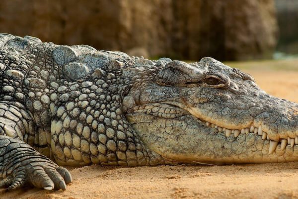 Nam Cat Tien Crocodile, Vietnam tours