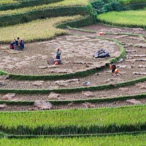 Hoang Su Phi National Rice Terrace Heritage