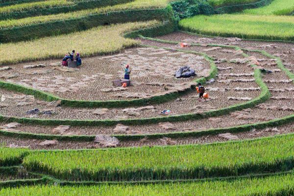 Hoang Su Phi National Rice Terrace Heritage