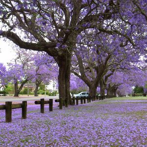 Purple street Da Lat - Vietnam classic tour