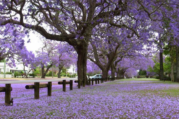 Purple street Da Lat - Vietnam classic tour