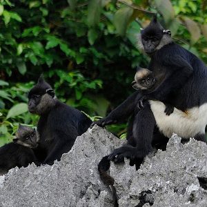 Animals at Cat Tien National Park, Vietnam trips