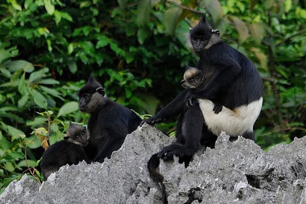 Animals at Cat Tien National Park, Vietnam trips