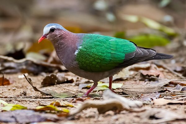 Nam Cat Tien National Park, Vietnam Tours