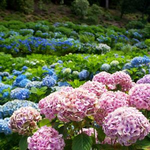 hydrangea-flower-garden-dalat, Vietnam trips