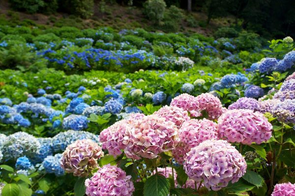 hydrangea-flower-garden-dalat, Vietnam trips