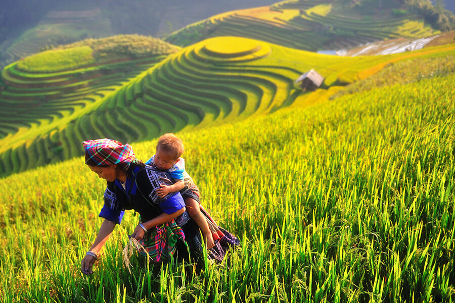 rice paddy field, Vietnam adventure tour