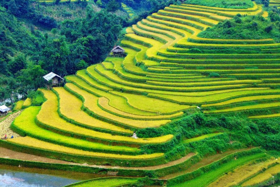 rice terrace paddy - Vietnam Adventure Tour