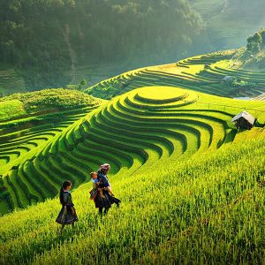 rice terrace in the north of Vietnam