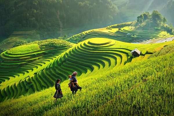 rice terrace in the north of Vietnam