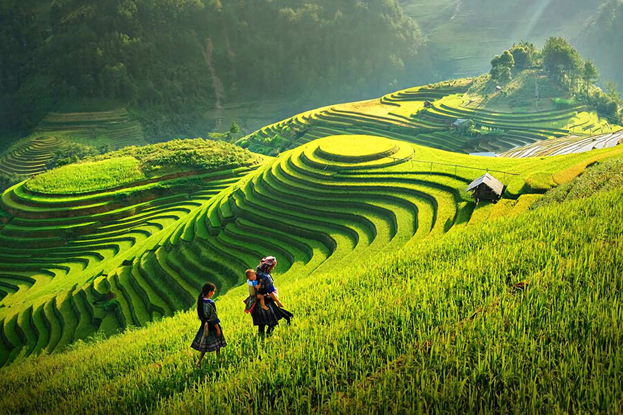 rice terrace in the north of Vietnam 