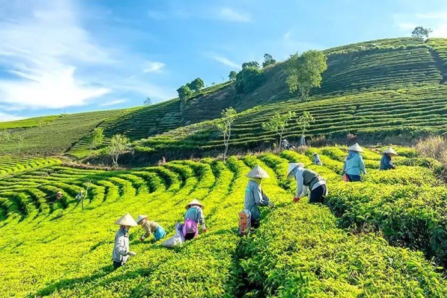 Cau Dat Tea Hill - Dalat