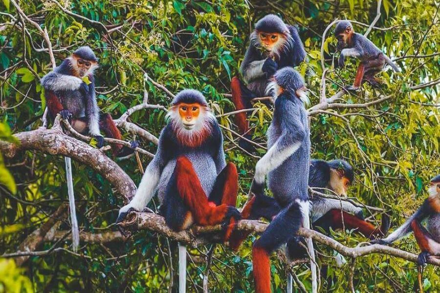 Cuc Phuong National Park, Ninh Binh