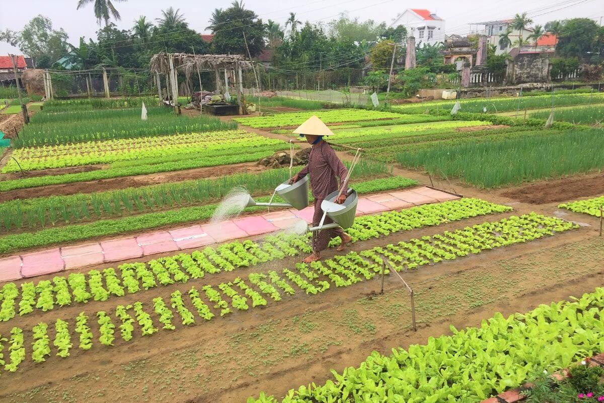 Tra Que Vegetable Village - Hoi An