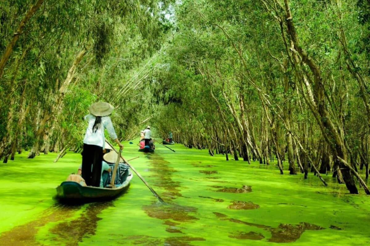 Tra Su Cajuput Forest - Mekong Delta