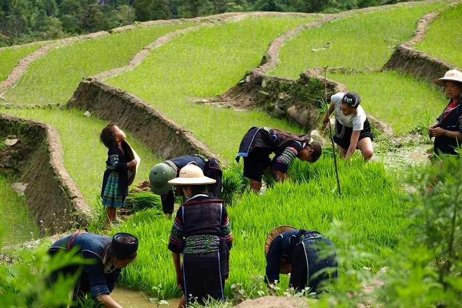 Sapa trekking tour - Vietnam tour packages