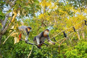 monkey in Monkey Mountain Da Nang
