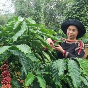 14 day Vietnam tour - coffee experience in Buon Ma Thuot
