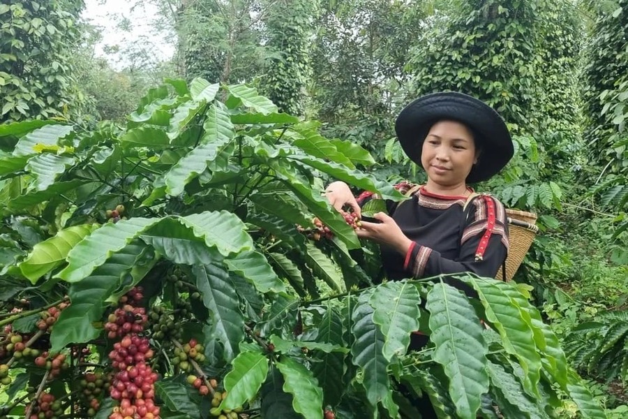 14 day Vietnam tour - coffee experience in Buon Ma Thuot 14 day Vietnam tour - coffee experience in Buon Ma Thuot